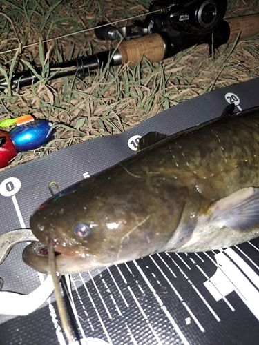 ナマズの釣果