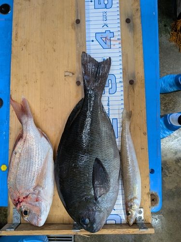 グレの釣果