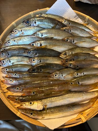 アジの釣果