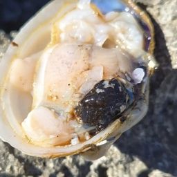 ガンテンメギス