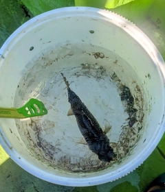 ショウサイフグの釣果