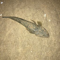 マゴチ
