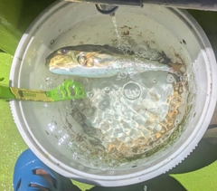 シロサバフグの釣果