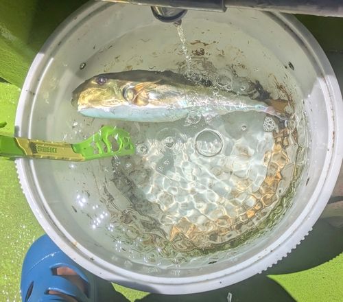 シロサバフグの釣果