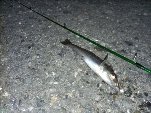 シロギスの釣果