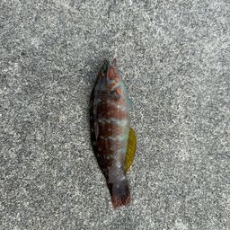 ベラ