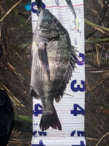 クロダイの釣果