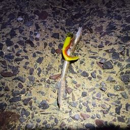 メゴチ