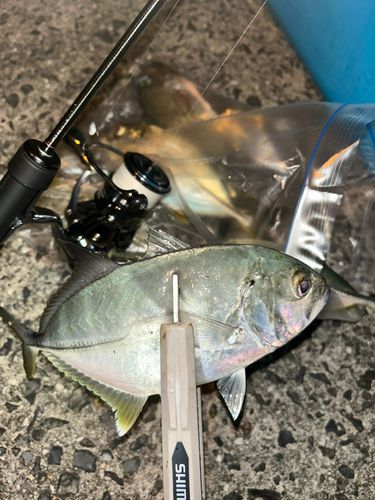 メッキの釣果