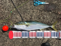 メジロの釣果