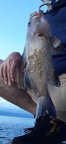 オオモンハタの釣果