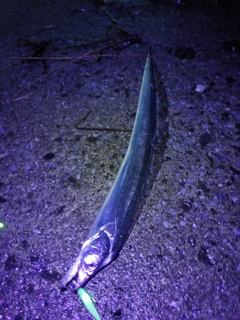 タチウオの釣果