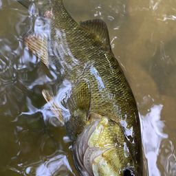 スモールマウスバス