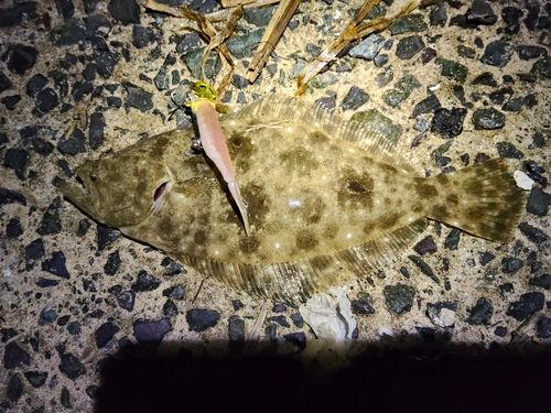 ヒラメの釣果