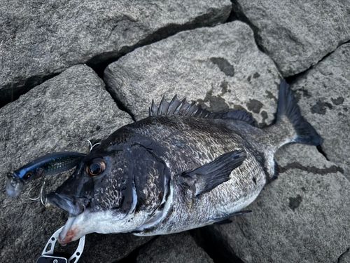 チヌの釣果
