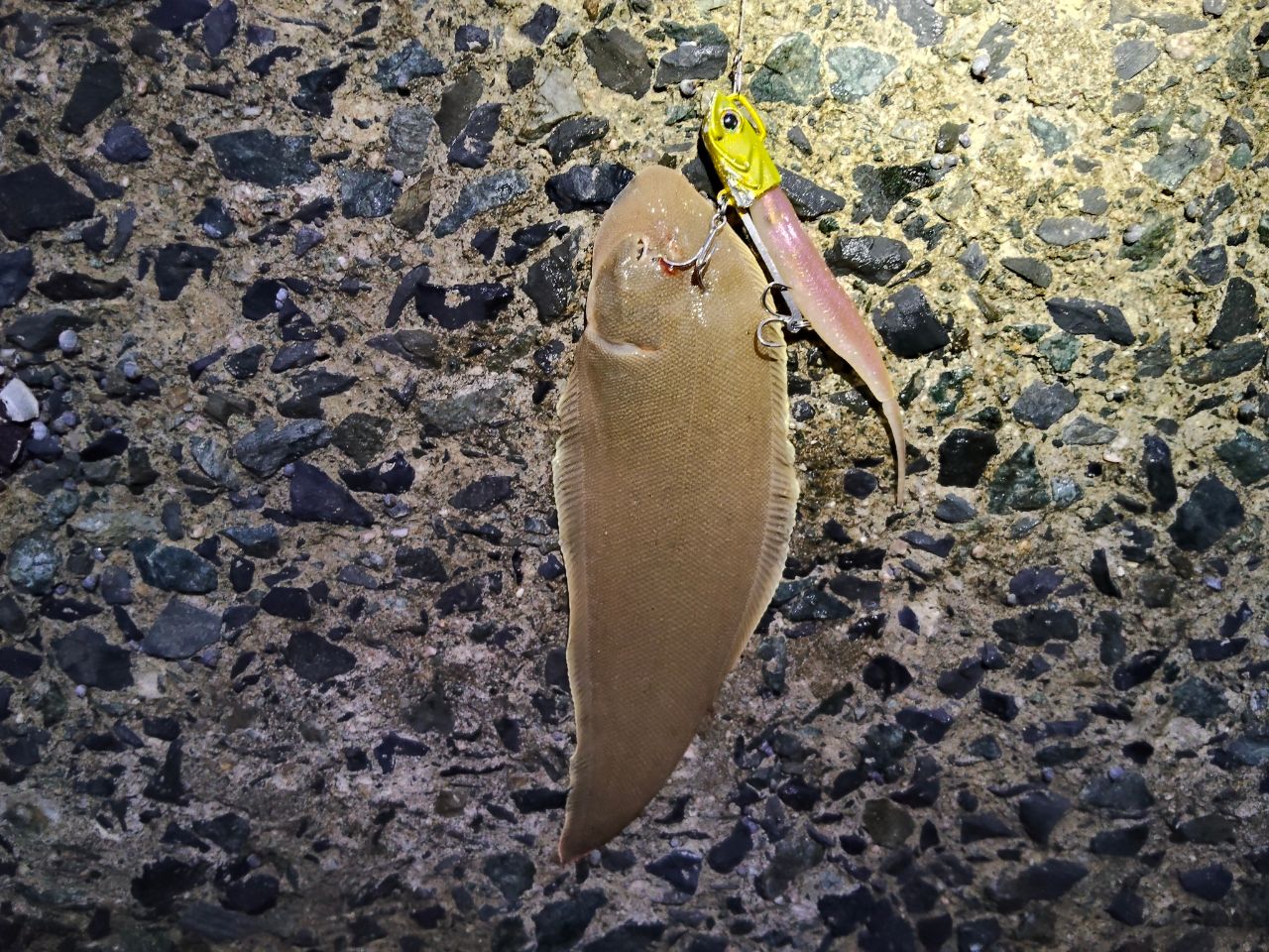 シタビラメ