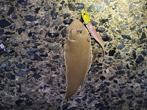 シタビラメの釣果
