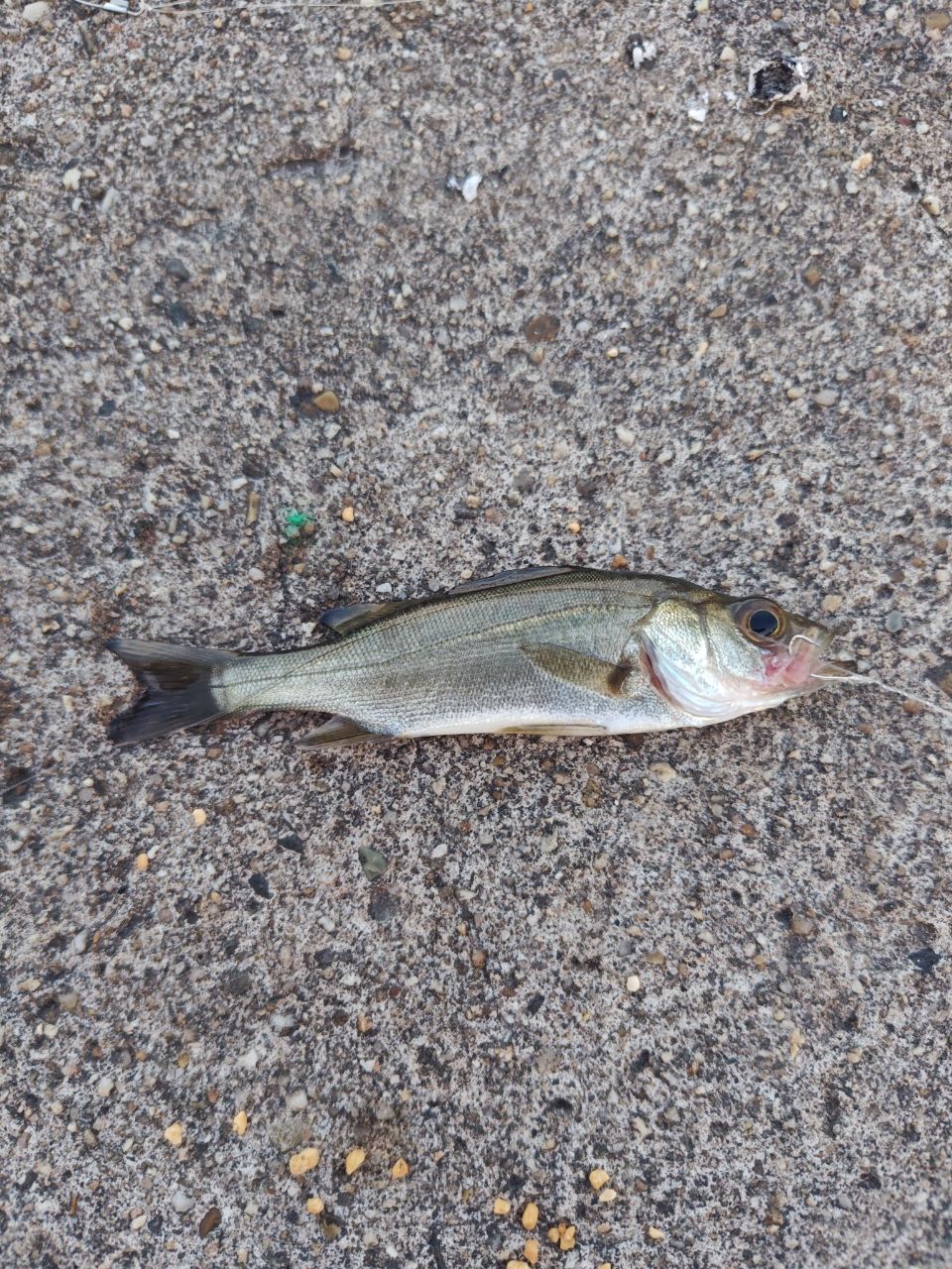 セイゴ（マルスズキ）