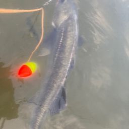 フッコ（マルスズキ）