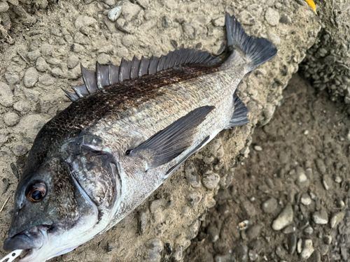 チヌの釣果