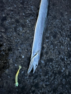 イタチウオの釣果