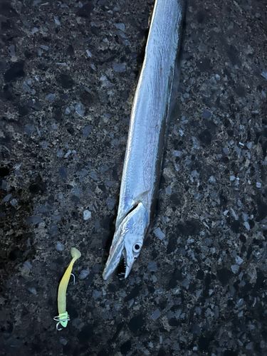 イタチウオの釣果