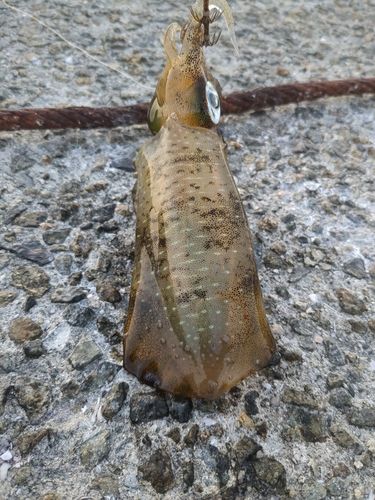アオリイカの釣果