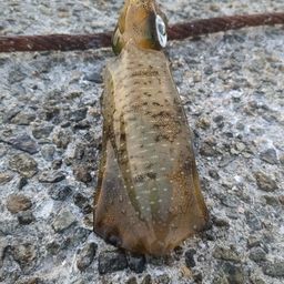 アオリイカ