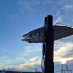 アジ