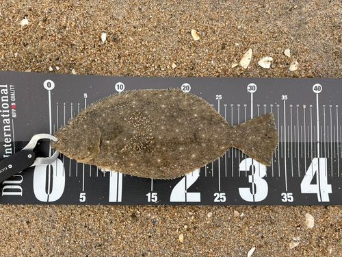 ソゲの釣果