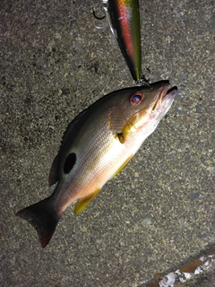 クロホシフエダイの釣果