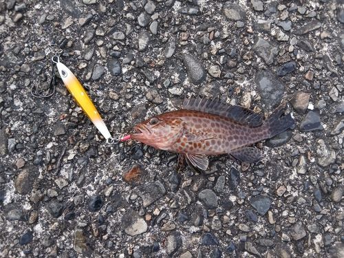 オオモンハタの釣果