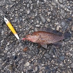 オオモンハタ