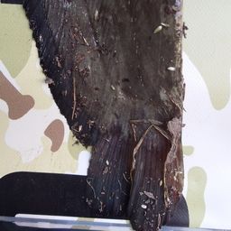 ナマズ