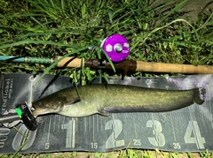 ナマズの釣果