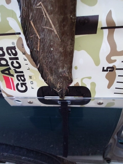 ナマズの釣果