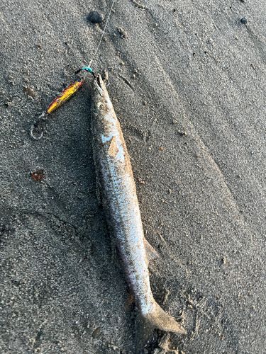 ヤマトカマスの釣果