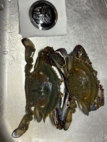 ワタリガニの釣果