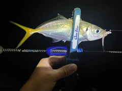 マアジの釣果