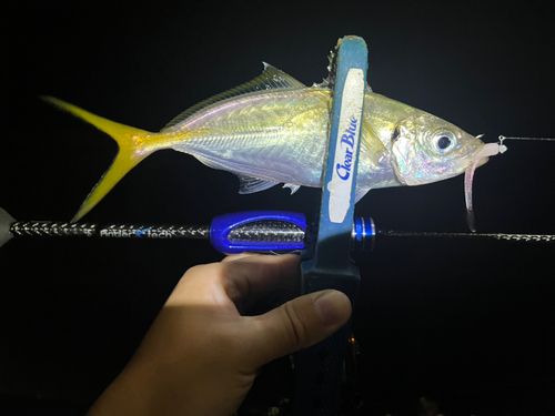 マアジの釣果