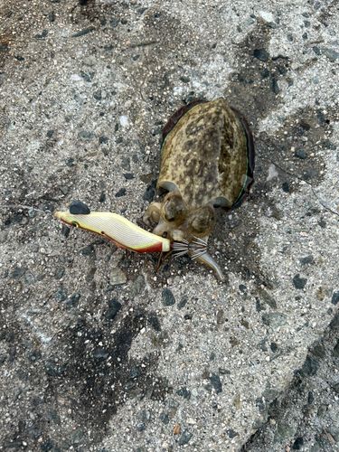 コウイカの釣果