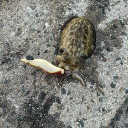 コウイカ