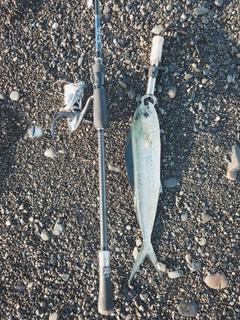 シイラの釣果