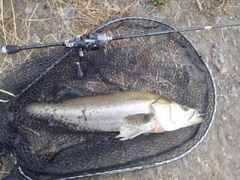 フッコ（ヒラスズキ）の釣果