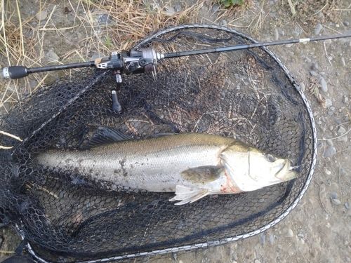 フッコ（ヒラスズキ）の釣果