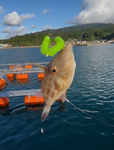 釣果