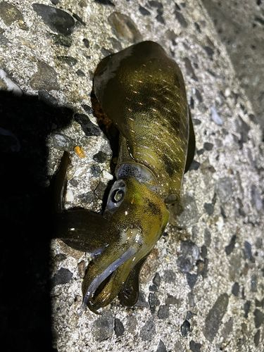 アオリイカの釣果