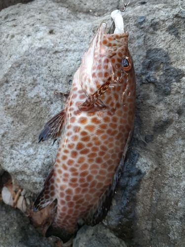 オオモンハタの釣果