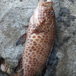 オオモンハタ