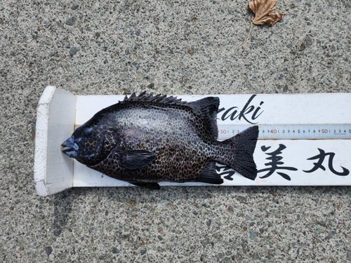 イシガキダイの釣果